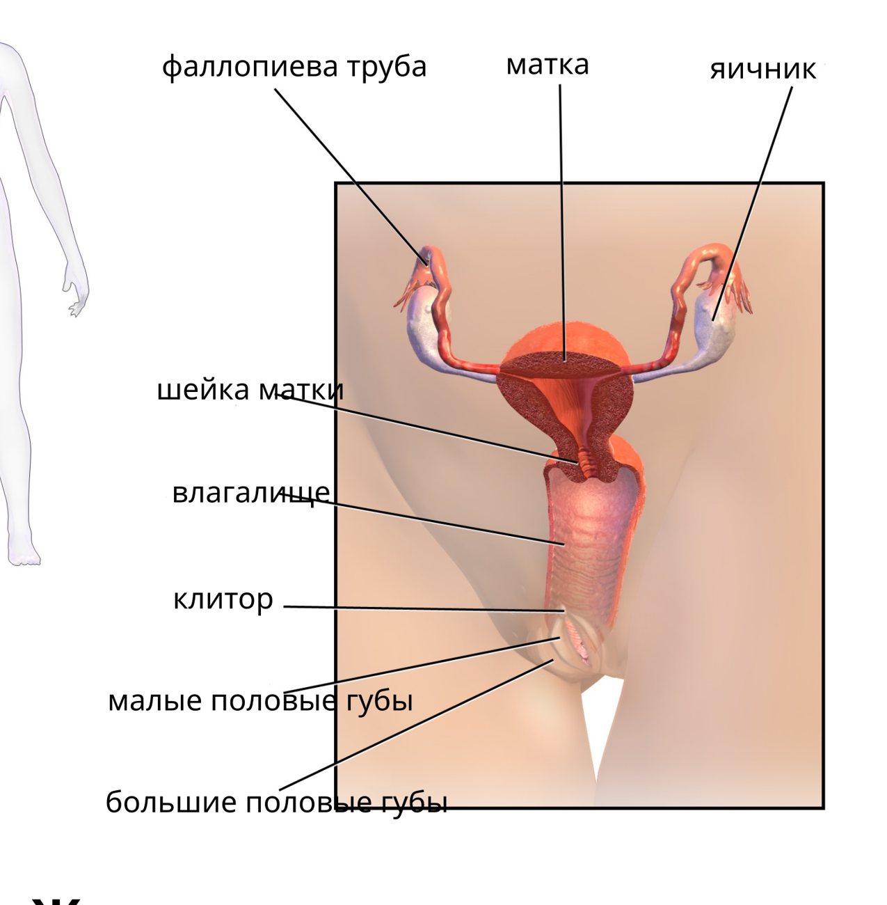 Строение женских половых органов
